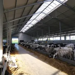 Ile kosztuje budowa obory? Poznaj ukryte wydatki i oszczędności